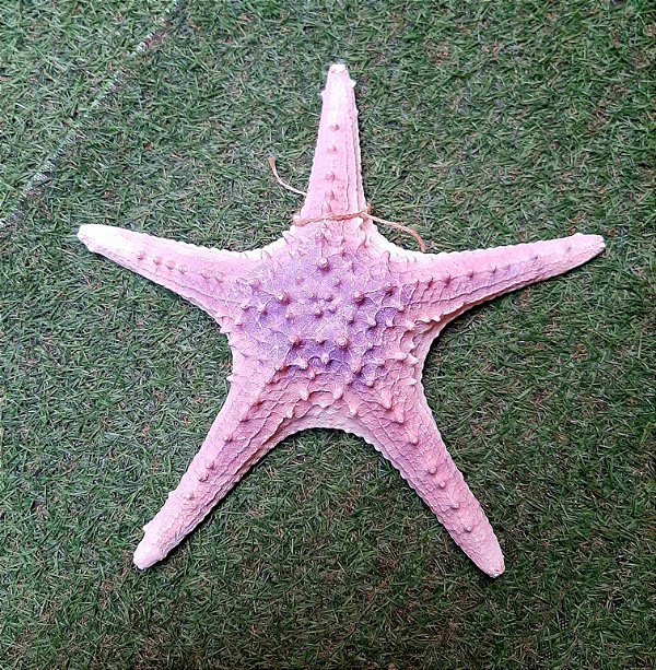 ESTRELA DO MAR