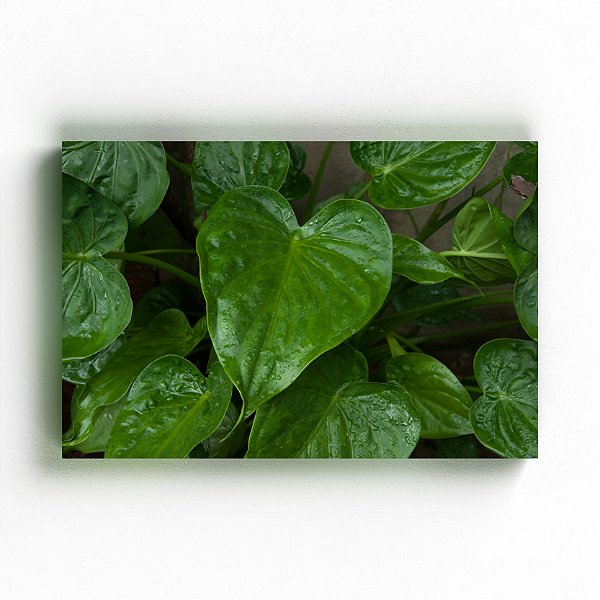 Viriditas - Exposição Domesticidade - Gustavo Souto - Quadro ou Print Fine Art