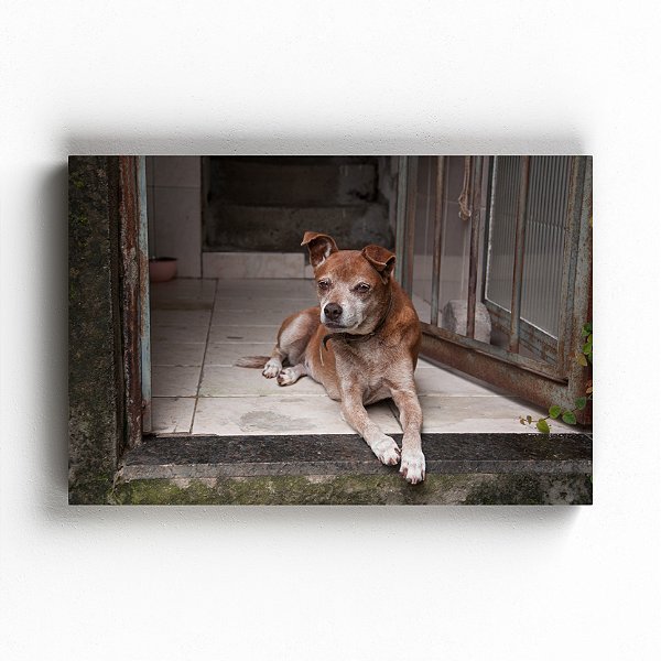 Senhora Simpática - Exposição Domesticidade - Gustavo Souto - Quadro ou Print Fine Art