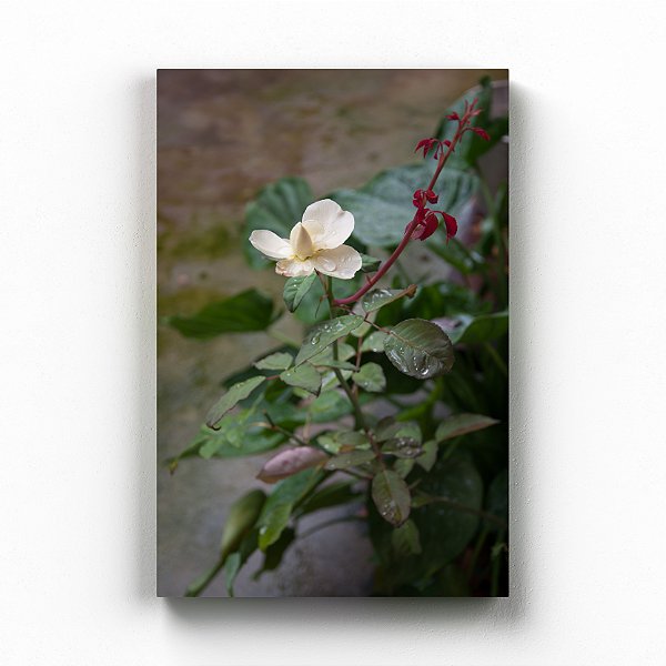 Rumos - Exposição Domesticidade - Gustavo Souto - Quadro ou Print Fine Art