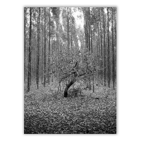 Um Pequizeiro Sufocado Não Dá Frutos 01 - Neto Macedo - Print Fine Art ou Quadro