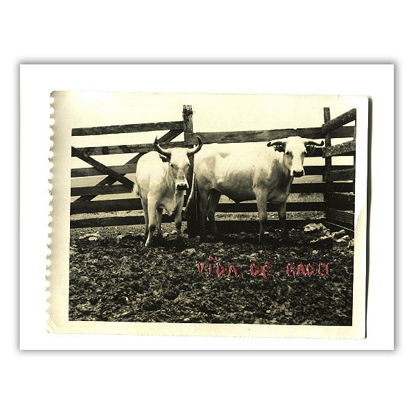 Vida de Gado - Nina Rocha - Print Fine Art ou Quadro
