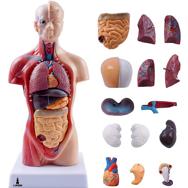 Modelo Anatômico Torso Humano Assexuado e Órgãos 26cm 15 Partes com Suporte Lorben