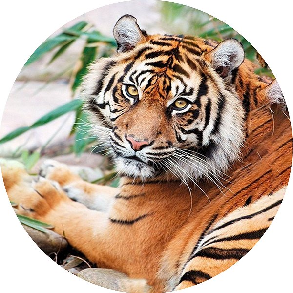 Capa Personalizada para Estepe Ecosport Crossfox Aircross Tigre