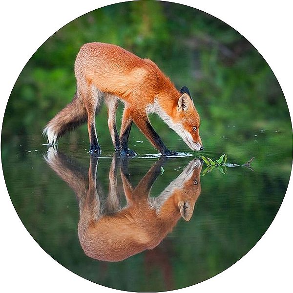 Capa para Estepe Pneu Personalizada Especial Crossfox Fox Raposa 2