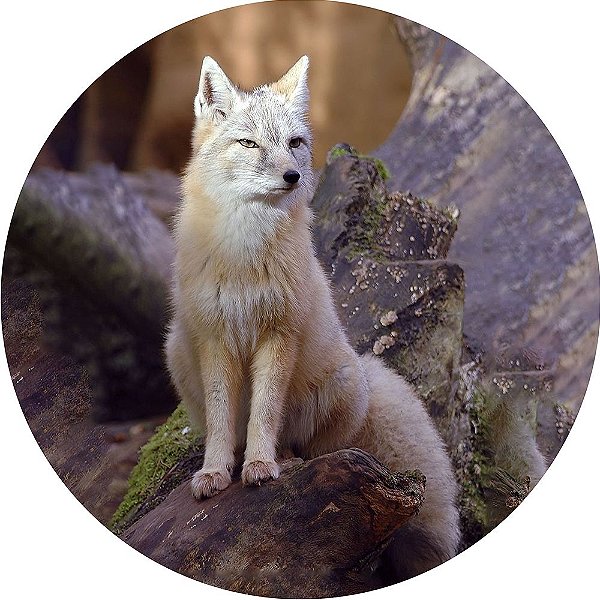 Capa para Estepe Pneu Personalizada Especial Crossfox Fox Raposa 5