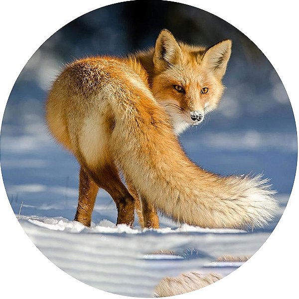 Capa para Estepe Pneu Personalizada Especial Crossfox Fox Raposa 9