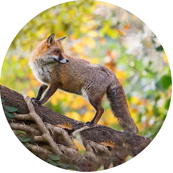 Capa para Estepe Pneu Personalizada Especial Crossfox Fox Raposa 11