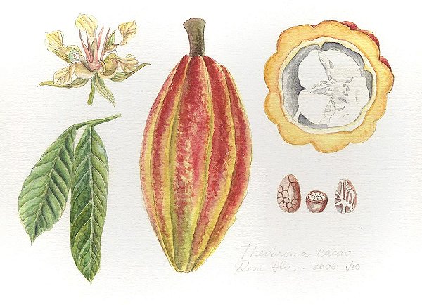 Ilustração Rosa Alves: Cacau (Theobroma cacao)