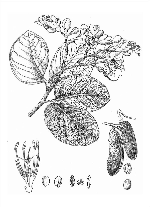 Ilustração Rosa Alves: Jatobá-do-crrrado (Hymenaea stigonocarpa)