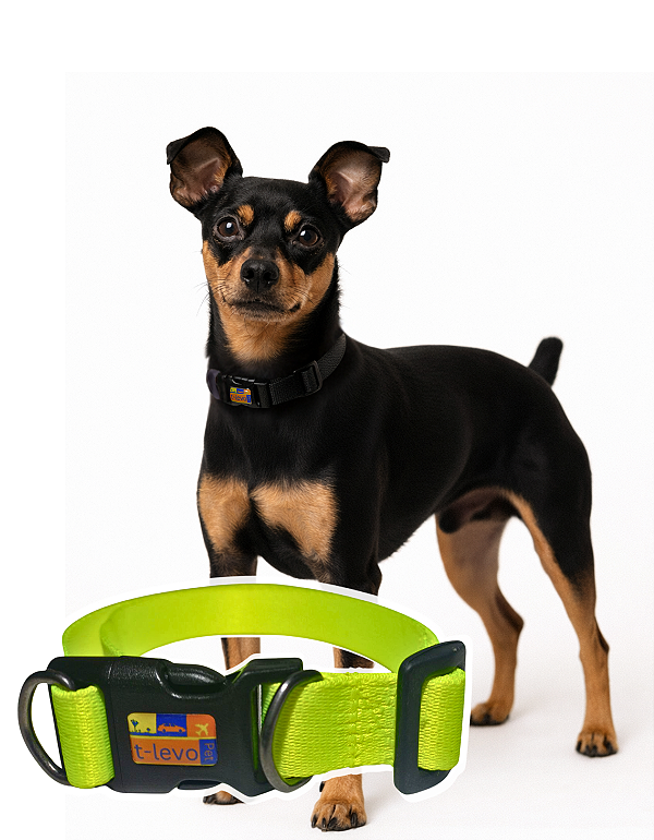 TLEVO- COLEIRA- Poliéster- P- VERDE LIMÃO