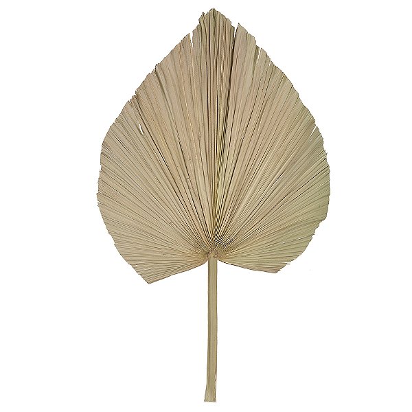 FOLHA LATANIA DESIDRATADO (NATURAL) 70X33CM