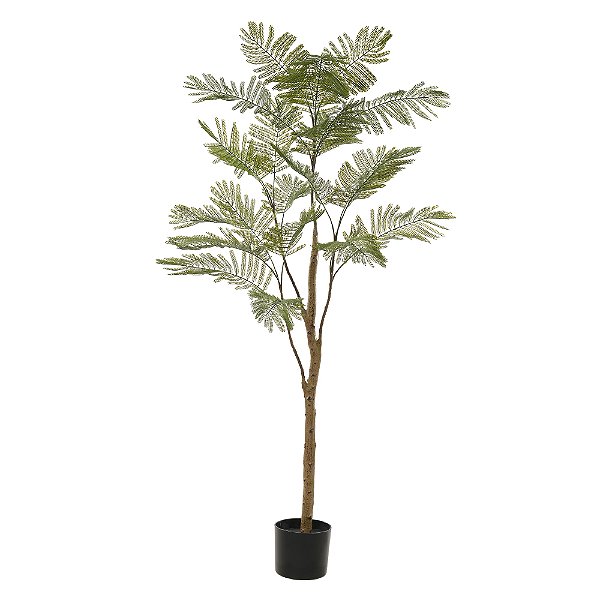 A. Acácia c/ Pote Plástico X23 (Verde) – 1,6m