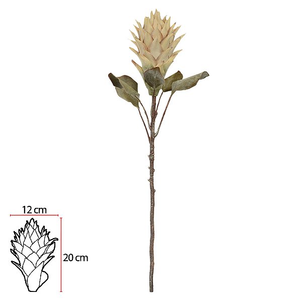 H. Protea (Creme) – 75cm