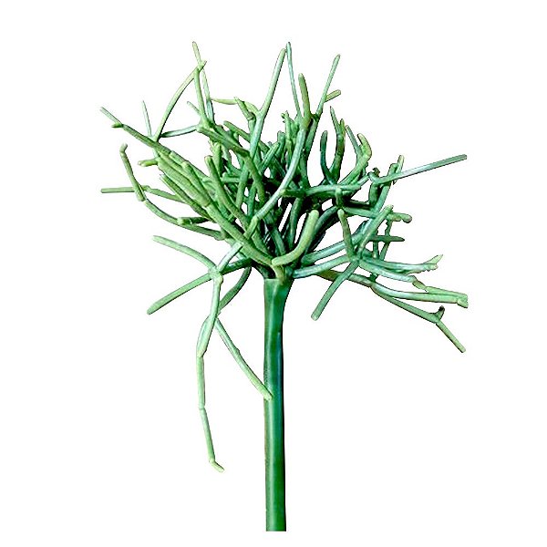 SUCULENTA VERDE