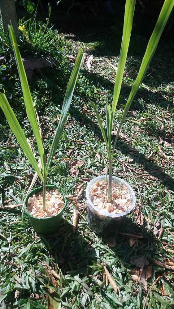 CAPIM CIDRÓ, mudas fortes - Em São Leopoldo, bairro Rio Branco