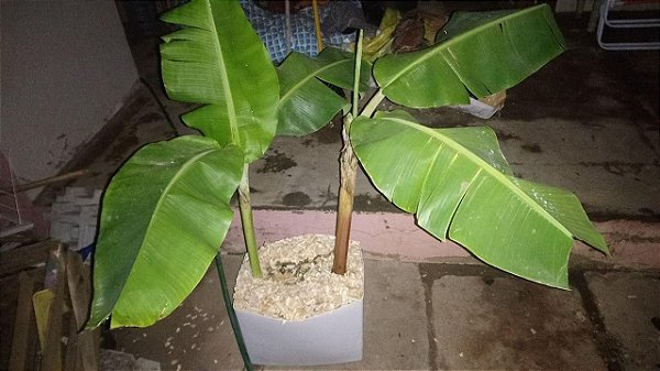 Banana Prata, mudas com 2 anos, prontas para crescer e frutificar quando plantadas no chao. O valor é por muda.