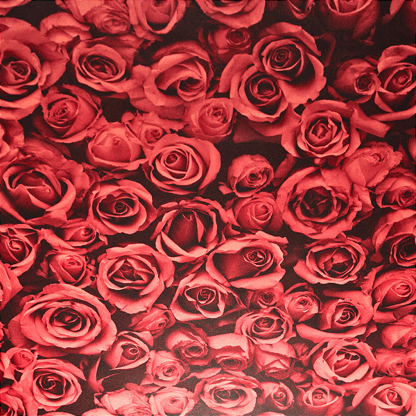 Papel de Parede Texturizado Rosas Vermelhas Rolo com 10 Metros