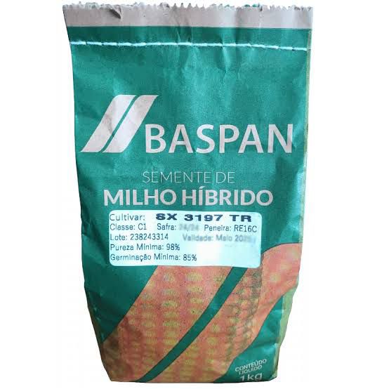 Milho Hibrido SX3197 TR Baspan Sementes 1 kg