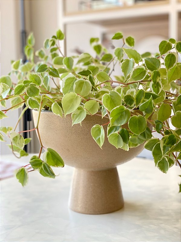 Bowl Taça Cerâmica Rústica e Branca G - 4 L