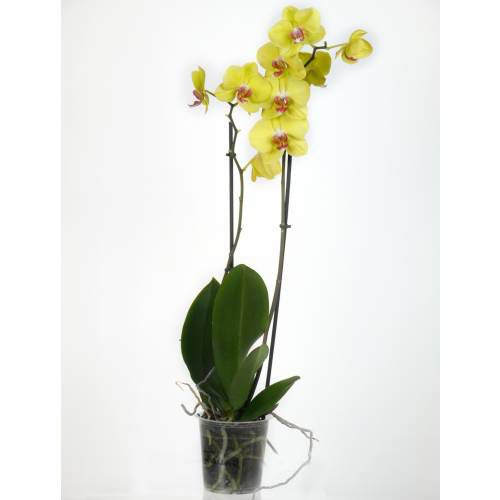 Orquídeas phalaenopsis, Plantas sjc, onde encontrar plantas sjc, delivery  de plantas sjc, aranjos de plantas, plantas zona sul sjc, plantas zona  oeste sjc, plantas vale do paraiba, plantas zona leste sjc, plantas