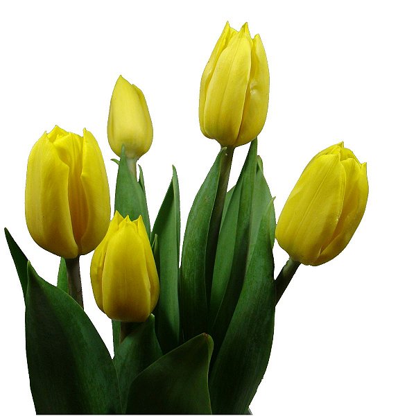 Tulipa maço com 10 hastes cor surpresa