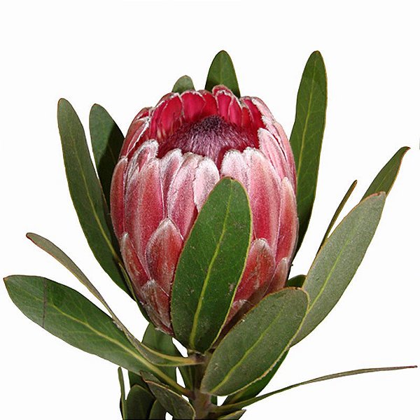 Protea pink ice unidade