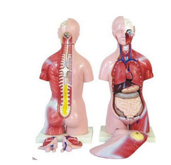 Torso Bissexual 45cm e 24 Partes COL 1205 - Coleman