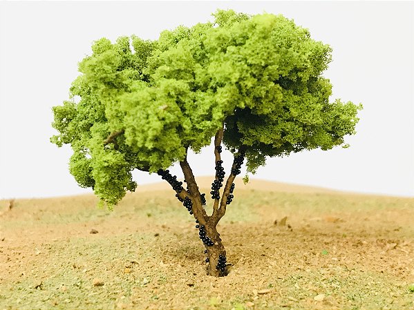 Jabuticabeira Ho