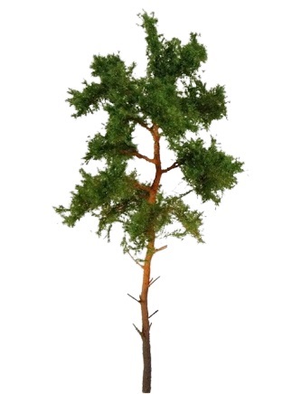 Pine 16 cm