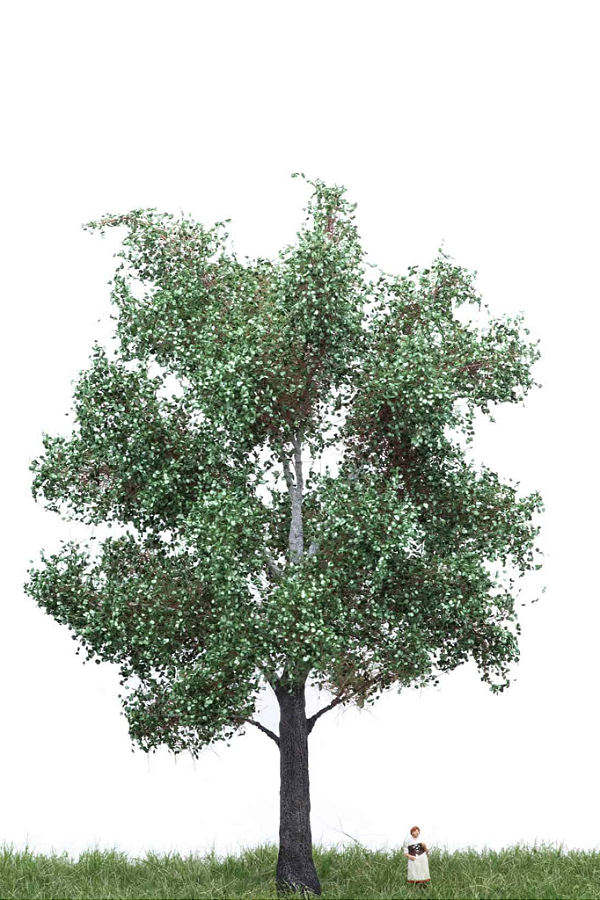 White poplar 18 cm