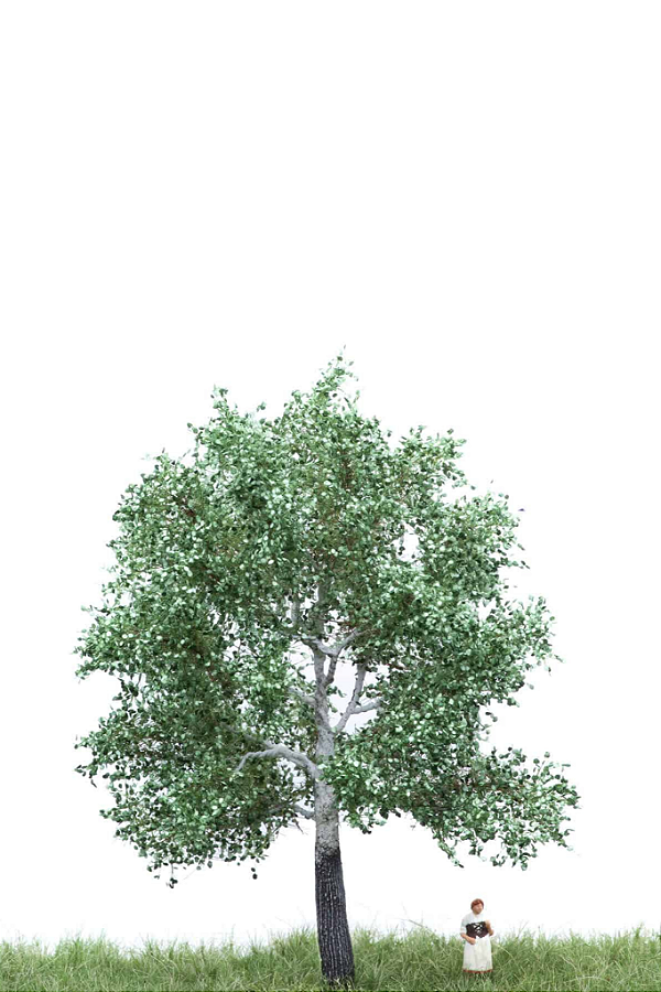 White poplar 15 cm
