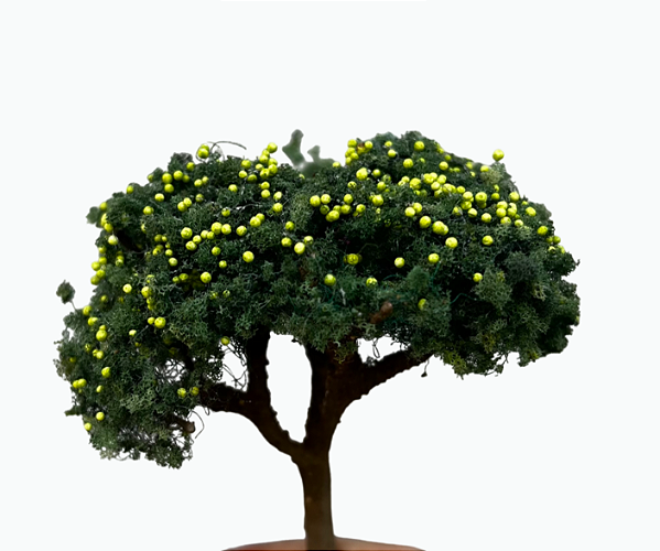 Limoeiro