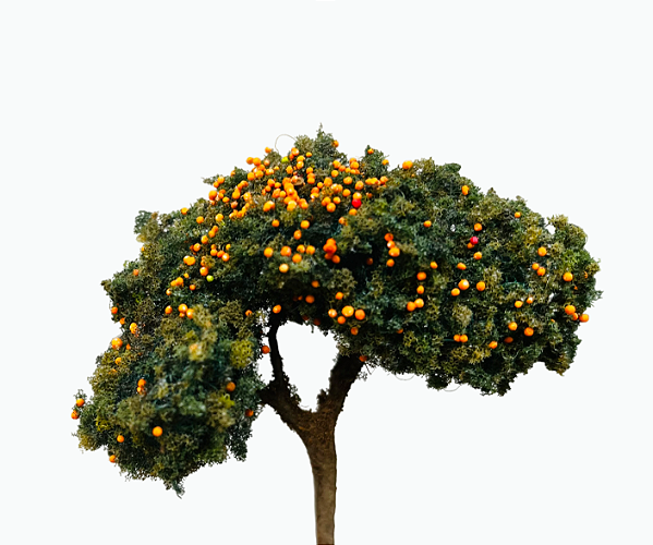 Laranjeira