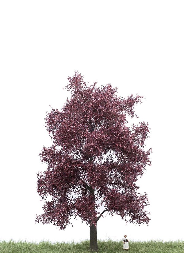Blutbuche 18 cm