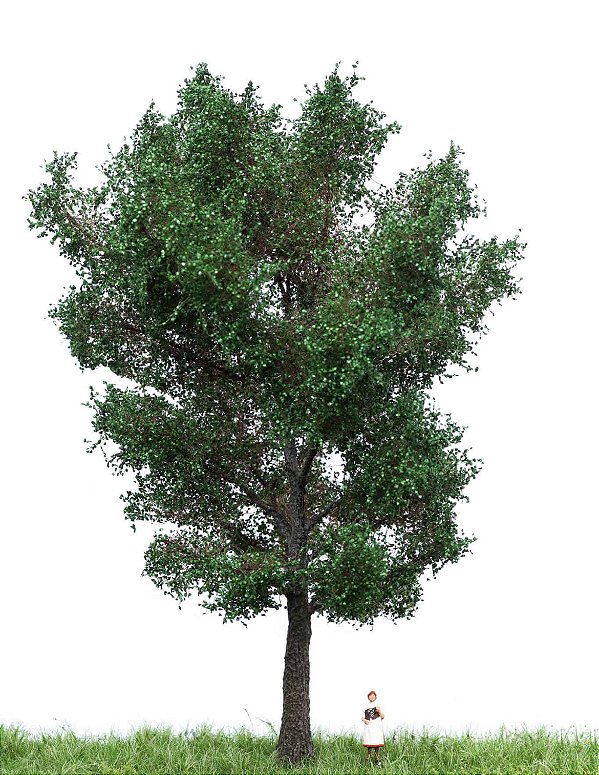 Canadian poplar 18