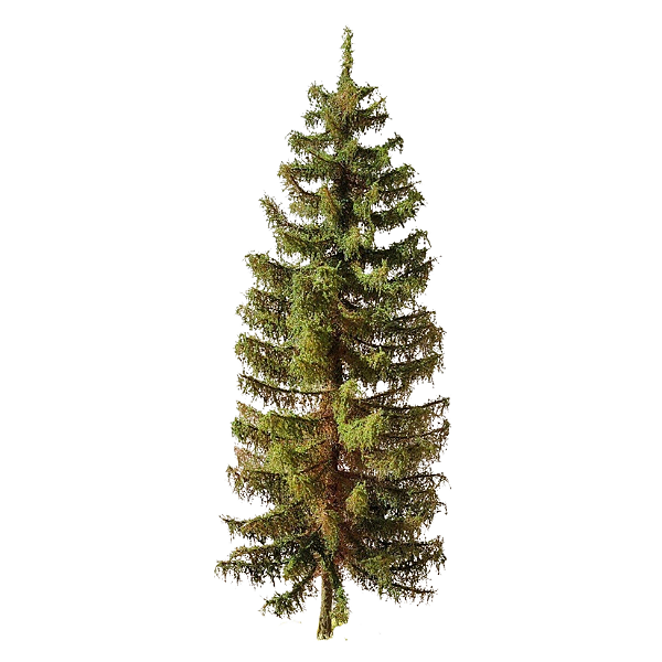 Abeto da Floresta 25 cm
