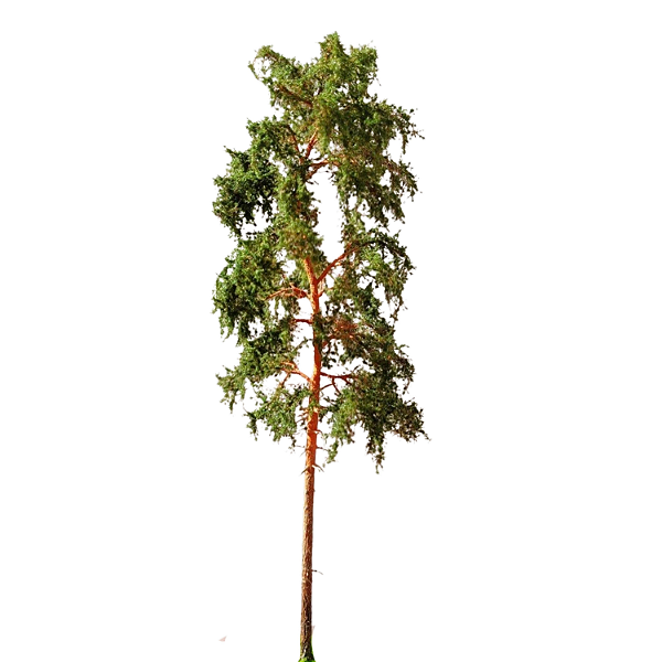 Pinheiro 29 cm