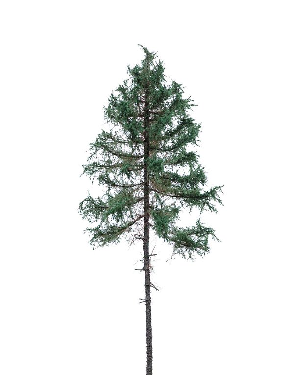 ÁRVORE CONÍFERA / ABETO 22cm