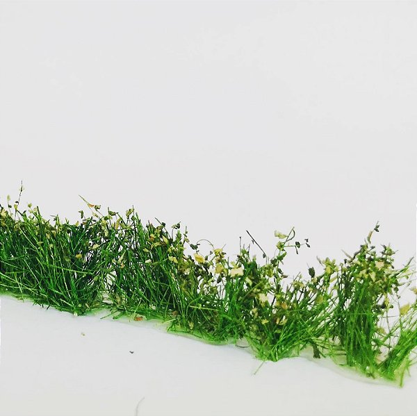 Mato verde