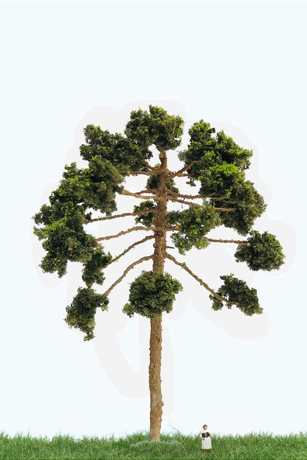 Araucária 17 cm