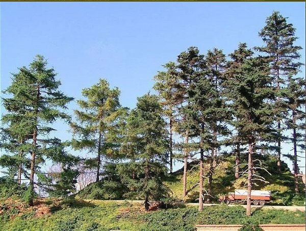 Floresta de Pinheiros Lariço 10 unidades
