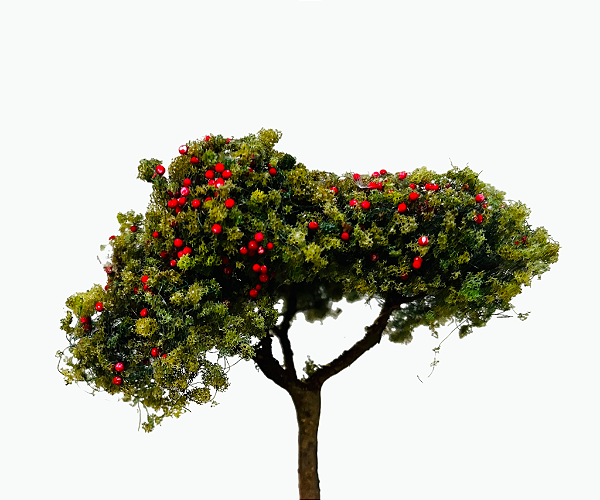 Macieira 5 cm