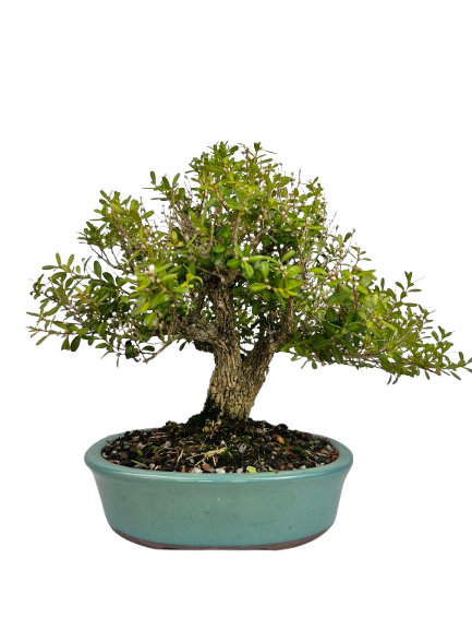 Bonsai de Buxus Harlandi - 14 anos (37 cm)