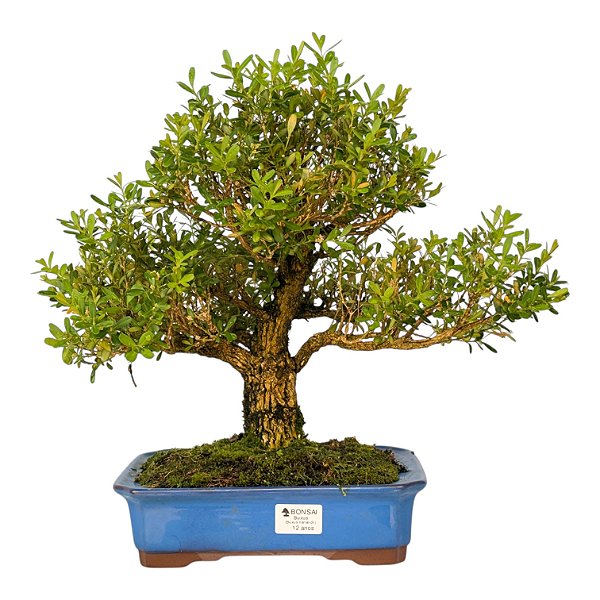 Bonsai de Buxus Harlandi - 14 anos (37 cm)