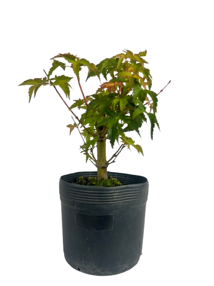 Pré Bonsai de Acer Palmatum ( Momiji ) 4 anos (30 cm)
