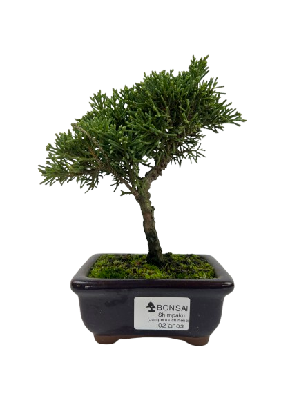 Bonsai de Junípero Shimpaku 2 anos (18 cm)
