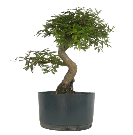 Pré Bonsai de Calliandra 5 Anos (40cm) com Movimento