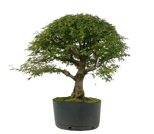 Pré Bonsai de Calliandra 9 Anos (55 cm)