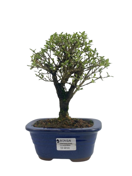 Serissa Phoetida Rosa  3 anos ( 19 cm) Florescendo